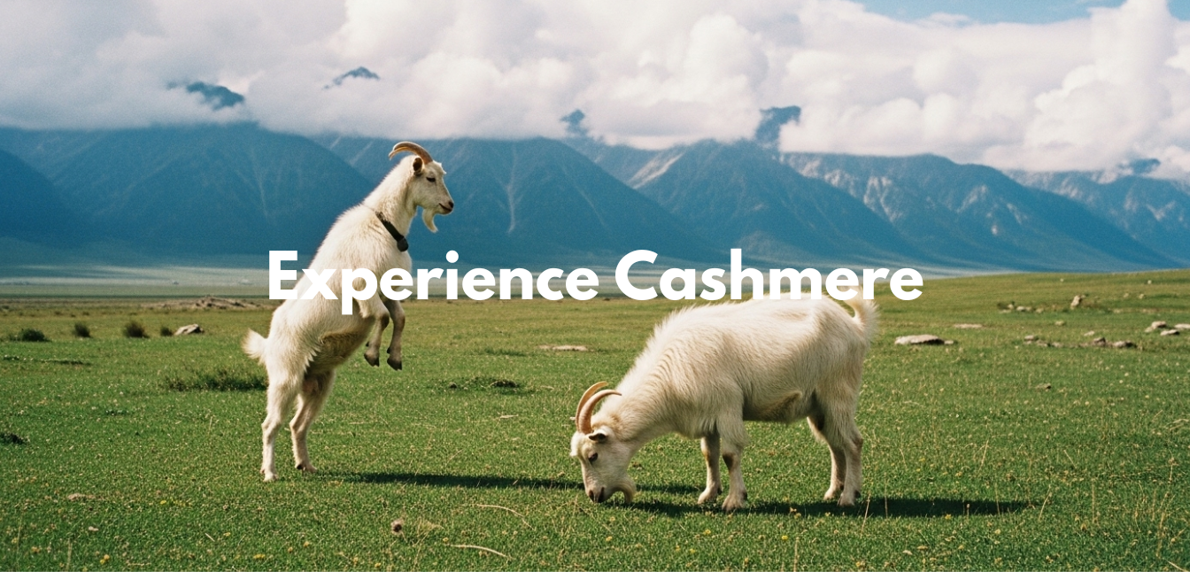 Two goats in a grassy field with mountains in the background and 'Experience Cashmere' text overlay.